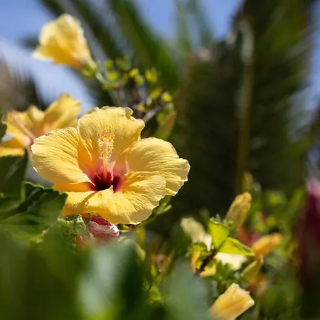 Surfers Paradise- Fiber Wifi, Private Pool, Garden& Bbq * Corralejo